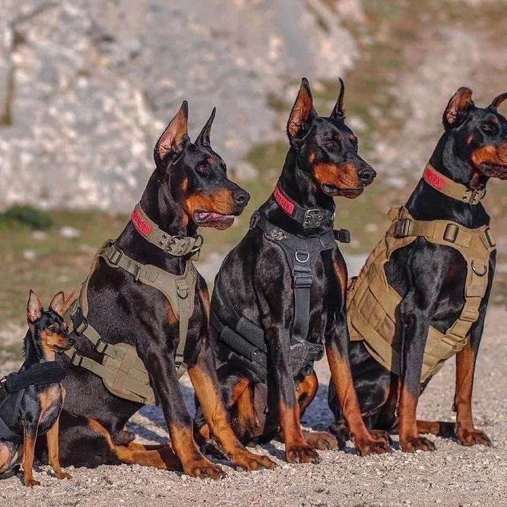 Three adult Dobermans sitting alert together outdoors