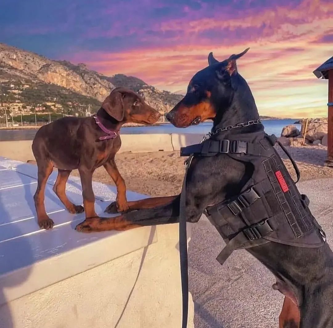 A Doberman puppy meeting a grown dog of the breed at sunset
