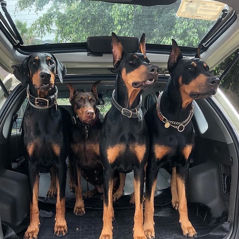 Four adult Dobermans loaded in the back of a car