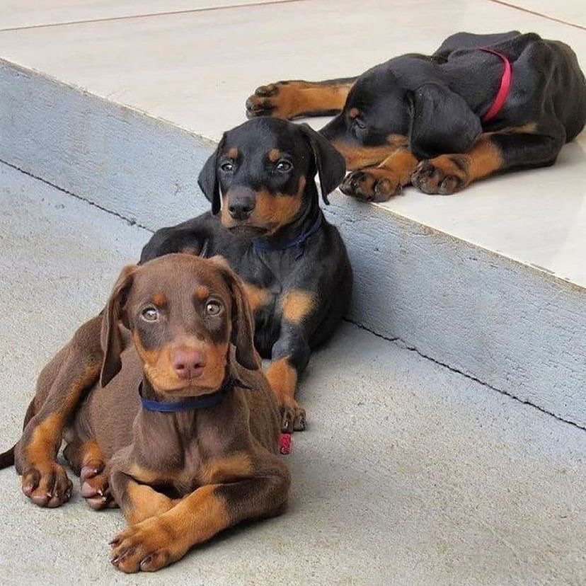 Three Doberman puppies lying together on a shaded step