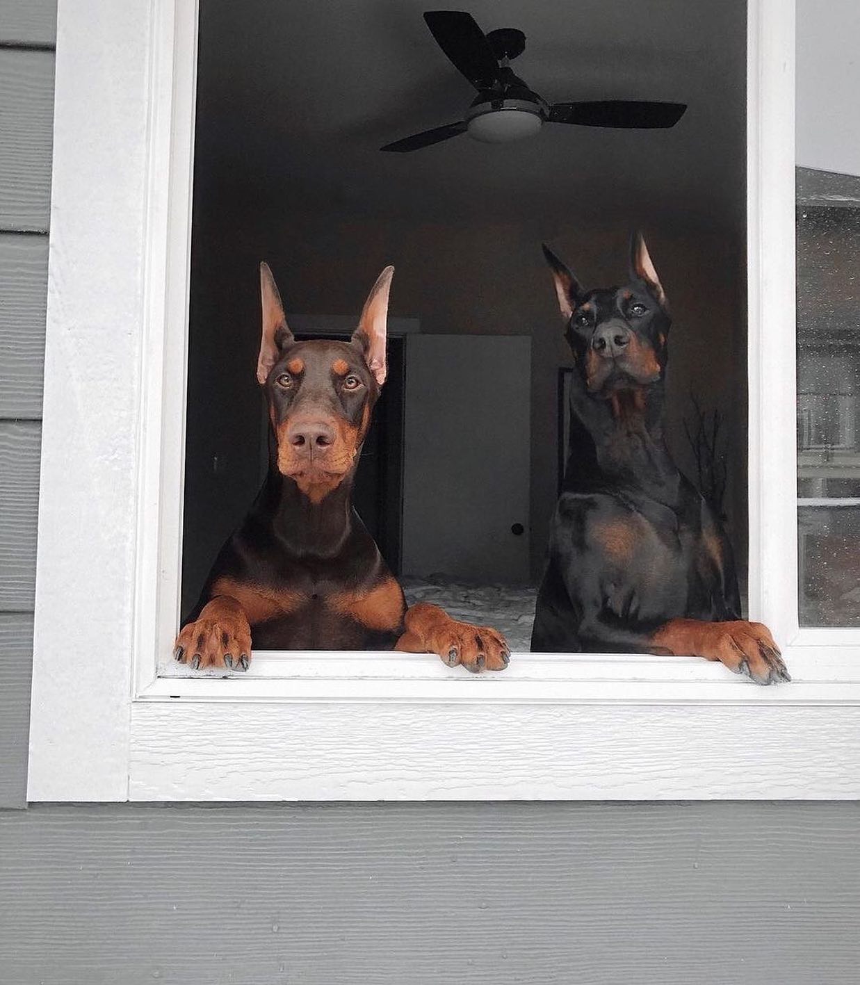 Two adult Dobermans watching the street from an open window at home